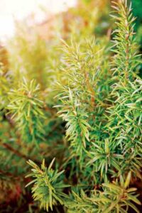 What’s Wrong with My Herbs: How to Grow Rosemary